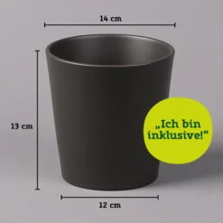 Kaffeestrauch Mit Keramiktopf Anthrazit, Topf-Ø 12cm, Höhe Ca. 25 Cm, 2er-Set 17 Kaffeestrauch Mit Keramiktopf Anthrazit, Topf-Ø 12cm, Höhe Ca. 25 Cm, 2er-Set -Madison Verkäufe 021010 Dallas anthrazit 14cm mit Abmessungen 111824 20