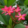 Frangipani, Rosarot, Topf-Ø 22/26 Cm -Madison Verkäufe 0210104346 0210104350 0210104666 Plumeria Rubra Rare 1