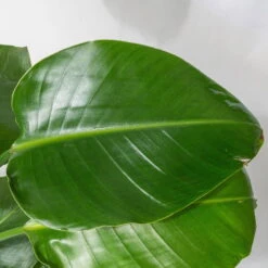 Strelitzia, Topf-Ø 21 Cm, Höhe Ca. 70-100 Cm -Madison Verkäufe 0210104644 Strelitzia nicolai 5