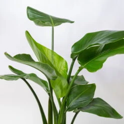 Strelitzia, Topf-Ø 21 Cm, Höhe Ca. 70-100 Cm -Madison Verkäufe 0210104644 Strelitzia nicolai 6