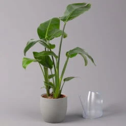 Strelitzia Nicolai, Topf-Ø 17 Cm, Höhe Ca. 55 Cm -Madison Verkäufe 0210104742 Strelitzia nicolai T17 3