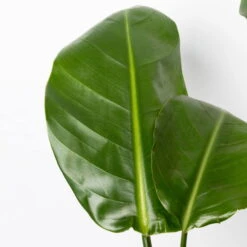 Strelitzia Nicolai, Topf-Ø 17 Cm, Höhe Ca. 55 Cm -Madison Verkäufe 0210104742 Strelitzia nicolai T17 4