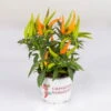 Capsicum 'Hup Hup', Topf-Ø 10,5, 6er-Set -Madison Verkäufe 0210104749 Capsicum anuum Hup Hup T10 5 6er Set WS 2
