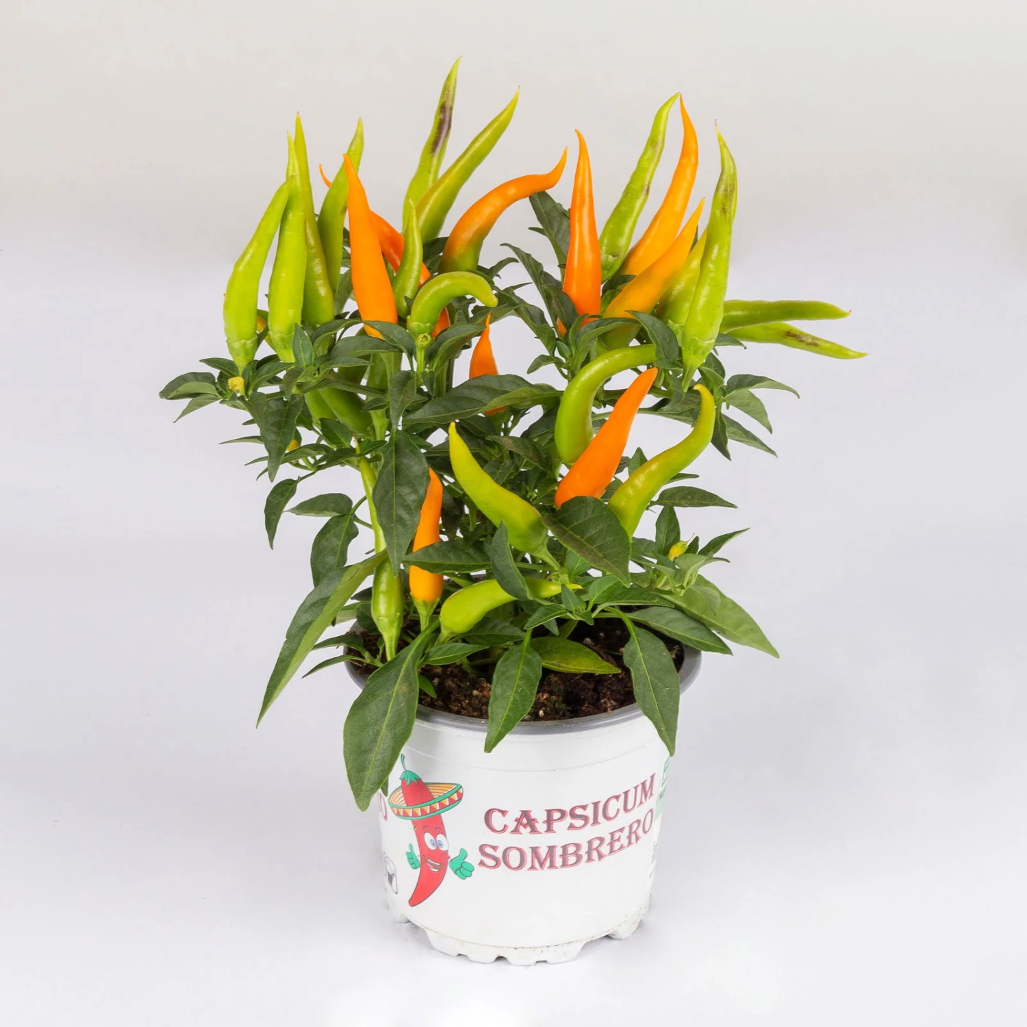 Capsicum 'Hup Hup', Topf-Ø 10,5, 6er-Set 3 Capsicum 'Hup Hup', Topf-Ø 10,5, 6er-Set