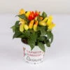 Capsicum 'Mambo Yellow Red', Topf-Ø 10,5, 6er-Set -Madison Verkäufe 0210104752 Capsicum anuum Mambo Yellow Red T10 5 6er Set WS 1
