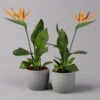 Strelitzia Reginae, Inkl. Kunstblüte, Topf-Ø 13 Cm, Höhe Ca. 40 Cm, 2er-Set -Madison Verkäufe 0210104780 Strelitzia mit Kunstbluete 2er Set 12
