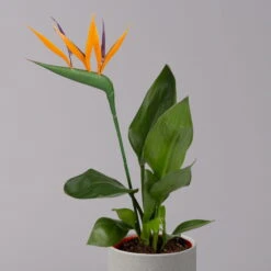 Strelitzia Reginae, Inkl. Kunstblüte, Topf-Ø 13 Cm, Höhe Ca. 40 Cm, 2er-Set -Madison Verkäufe 0210104780 Strelitzia mit Kunstbluete 2er Set 32