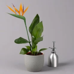 Strelitzia Reginae, Inkl. Kunstblüte, Topf-Ø 13 Cm, Höhe Ca. 40 Cm, 2er-Set -Madison Verkäufe 0210104780 Strelitzia mit Kunstbluete 2er Set 42