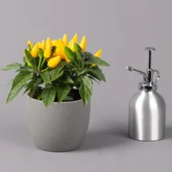 Capsicum 'Ornamenties Yellow', Topf-Ø 10,5, 6er-Set -Madison Verkäufe 0210104806 Capsicum Ornamenties Yellow 2 116224