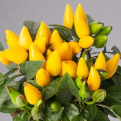 Capsicum 'Ornamenties Yellow', Topf-Ø 10,5, 6er-Set -Madison Verkäufe 0210104806 Capsicum Ornamenties Yellow 116225