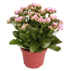 Kalanchoe 'Calandiva'®, Rosa-weiß, Topf-Ø 12 Cm, Höhe Ca. 27,5 Cm, 6er-Set -Madison Verkäufe 0210350156 Kalanchoe Cal rosa weiss