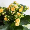 Kalanchoe 'Calandiva'®, Gelb, Topf-Ø 12 Cm, Höhe Ca. 27,5 Cm, 6er-Set -Madison Verkäufe 0210350157 Kalanchoe Cal gelb 12cm T H 26cm