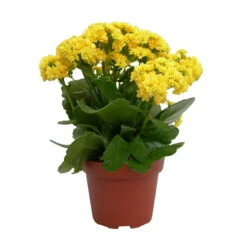 Kalanchoe 'Calandiva'®, Gelb, Topf-Ø 12 Cm, Höhe Ca. 27,5 Cm, 6er-Set -Madison Verkäufe 0210350157 Kalanchoe Cal gelb