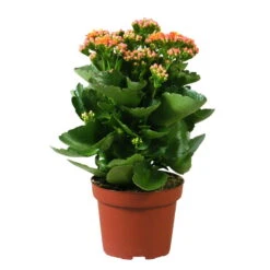 Kalanchoe 'Calandiva'®, Orange, Topf-Ø 12 Cm, Höhe Ca. 27,5 Cm, 6er-Set 12 Kalanchoe 'Calandiva'®, Orange, Topf-Ø 12 Cm, Höhe Ca. 27,5 Cm, 6er-Set -Madison Verkäufe 0210350158 Kalanchoe Cal orange