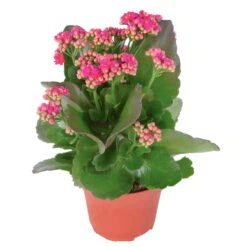 Kalanchoe 'Calandiva'®, Violett, Topf-Ø 12 Cm, Höhe Ca. 27,5 Cm, 6er-Set -Madison Verkäufe 0210350159 Kalanchoe cal violett