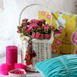 Kalanchoe 'Calandiva'®, Violett, Topf-Ø 12 Cm, Höhe Ca. 27,5 Cm, 6er-Set -Madison Verkäufe 0210350159 Kalanchoe cal violett2