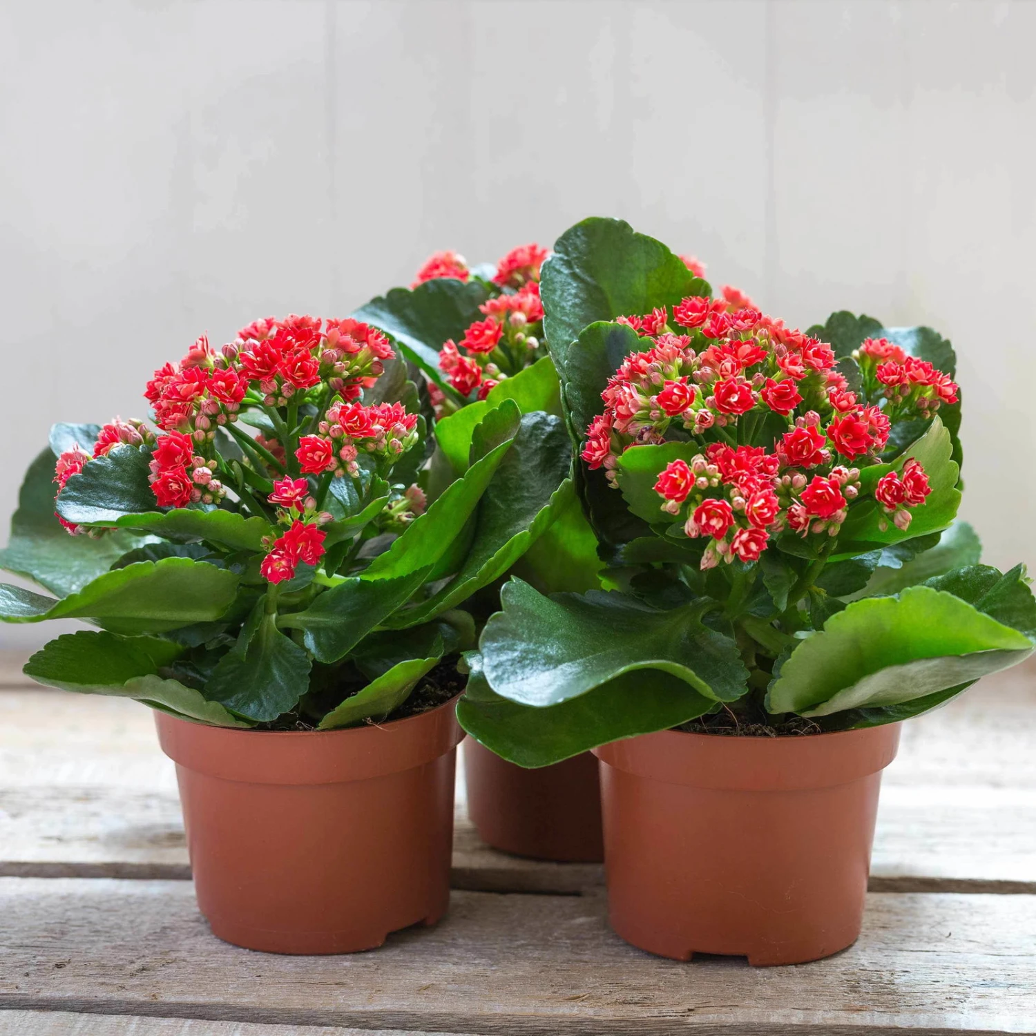 Kalanchoe 'Calandiva'®, Rot, Topf-Ø 12 Cm, Höhe Ca. 27,5 Cm, 6er-Set 7 Kalanchoe 'Calandiva'®, Rot, Topf-Ø 12 Cm, Höhe Ca. 27,5 Cm, 6er-Set – Bild 5