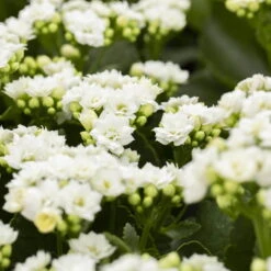 Kalanchoe 'Calandiva'®, Weiß, Topf-Ø 12 Cm, Höhe Ca. 27,5 Cm, 6er-Set -Madison Verkäufe 0210350168 Kalanchoe Cal weiss 12cm T H26cm