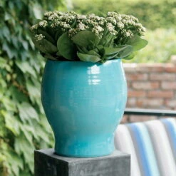 Kalanchoe 'Calandiva'®, Weiß, Topf-Ø 12 Cm, Höhe Ca. 27,5 Cm, 6er-Set -Madison Verkäufe 0210350168 Kalanchoe Cal weiss1