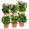 Kalanchoe 'Calandiva'®, Weiß&violett, Topf-Ø 12 Cm, Höhe Ca. 20-30 Cm, 6er-Set -Madison Verkäufe 0210350368 Kalanchoe weiss violett 6er Set 3xweiss 3xviolett