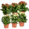 Kalanchoe 'Calandiva'®, Weiß & Rot, Topf-Ø 12 Cm, Höhe Ca. 20-30 Cm, 6er-Set -Madison Verkäufe 0210350370 Kalanchoe weiss rot 6er Set 3xweiss 3xrot