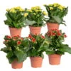 Kalanchoe 'Calandiva'®, Rot&gelb, Topf Topf-Ø 12 Cm, Höhe Ca. 20-30cm, 6er-Set -Madison Verkäufe 0210350371 Kalanchoe rot gelb 6er Set 3xrot 3xgelb