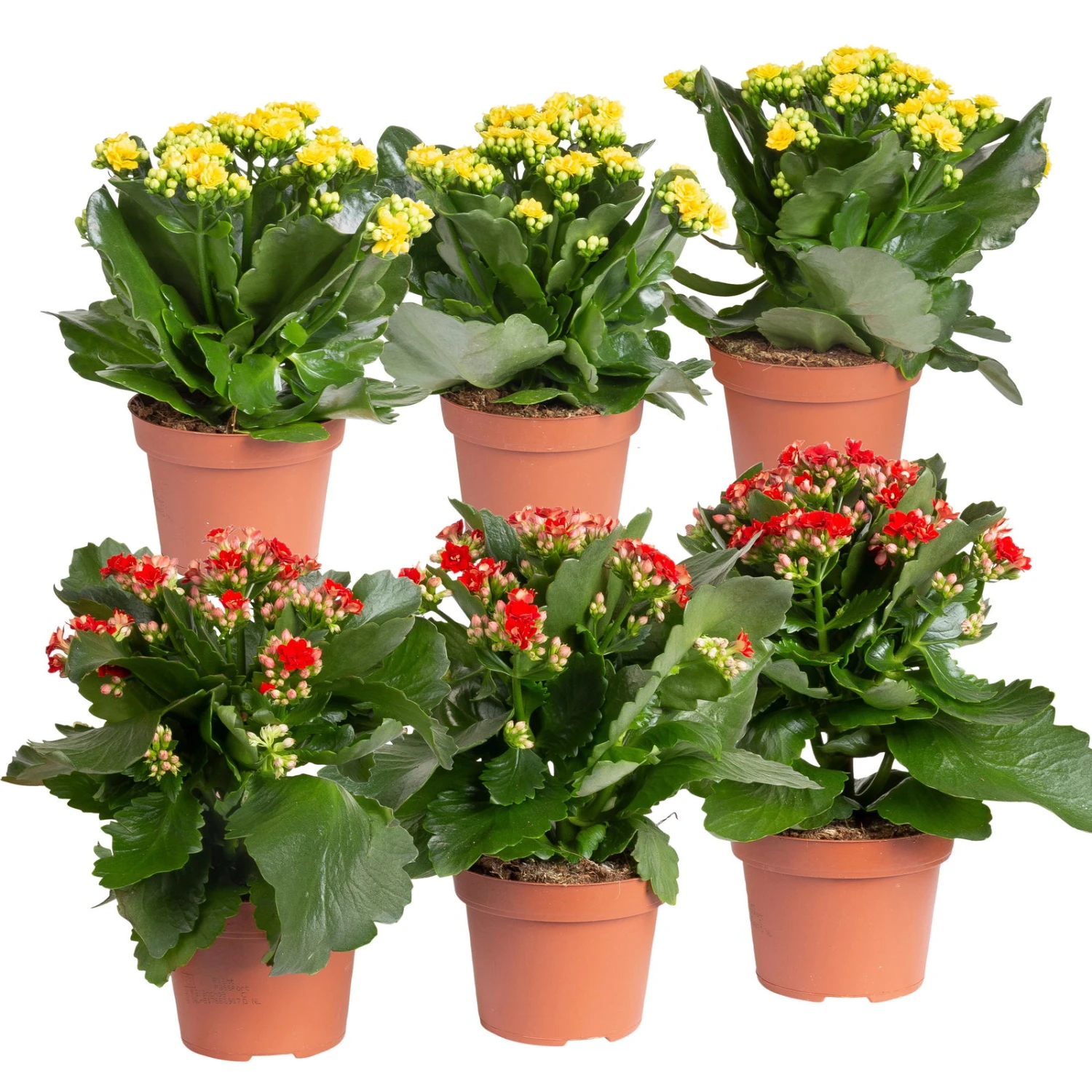 Kalanchoe 'Calandiva'®, Rot&gelb, Topf Topf-Ø 12 Cm, Höhe Ca. 20-30cm, 6er-Set 3 Kalanchoe 'Calandiva'®, Rot&gelb, Topf Topf-Ø 12 Cm, Höhe Ca. 20-30cm, 6er-Set
