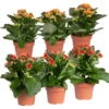 Kalanchoe 'Calandiva'®, Rot&orange, Topf-Ø 12 Cm, Höhe Ca. 20-30 Cm, 6er-Set 1 Kalanchoe 'Calandiva'®, Rot&orange, Topf-Ø 12 Cm, Höhe Ca. 20-30 Cm, 6er-Set -Madison Verkäufe 0210350372 Kalanchoe rot orange 6er Set 3xrot 3xorange