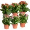 Kalanchoe 'Calandiva'®, Rot&violett, Topf-Ø 12 Cm, Höhe Ca. 20-30 Cm, 6er-Set -Madison Verkäufe 0210350373 Kalanchoe rot violett 6er Set 3xrot 3xviolett