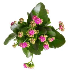Kalanchoe 'Calandiva'®, Weiß&violett, Topf-Ø 12 Cm, Höhe Ca. 20-30 Cm, 6er-Set -Madison Verkäufe 0210350382 Kalanchoe violett 6er Set 6xviolett 1 1