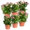 Kalanchoe 'Calandiva'®, Violett, Topf-Ø 12 Cm, Höhe Ca. 27,5 Cm, 6er-Set -Madison Verkäufe 0210350382 Kalanchoe violett 6er Set 6xviolett 2
