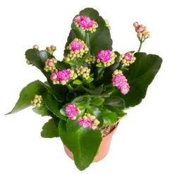 Kalanchoe 'Calandiva'®, Rot&violett, Topf-Ø 12 Cm, Höhe Ca. 20-30 Cm, 6er-Set -Madison Verkäufe 0210350382 Kalanchoe violett 6er Set 6xviolett 3