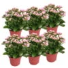 Kalanchoe 'Calandiva'®, Rosa-weiß, Topf-Ø 12 Cm, Höhe Ca. 27,5 Cm, 6er-Set 2 Kalanchoe 'Calandiva'®, Rosa-weiß, Topf-Ø 12 Cm, Höhe Ca. 27,5 Cm, 6er-Set -Madison Verkäufe 0210350383 Kalanchoe cal rosa weiss 6er Set 6xrosa weiss