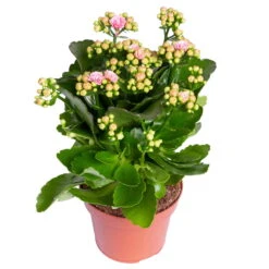 Kalanchoe 'Calandiva'®, Rosa-weiß, Topf-Ø 12 Cm, Höhe Ca. 27,5 Cm, 6er-Set -Madison Verkäufe 0210350383 Kalanchoe rosa weiss 6er Set 6xrosa weiss 1
