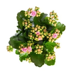 Kalanchoe 'Calandiva'®, Rosa-weiß, Topf-Ø 12 Cm, Höhe Ca. 27,5 Cm, 6er-Set -Madison Verkäufe 0210350383 Kalanchoe rosa weiss 6er Set 6xrosa weiss 2