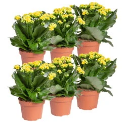 Kalanchoe 'Calandiva'®, Gelb, Topf-Ø 12 Cm, Höhe Ca. 27,5 Cm, 6er-Set -Madison Verkäufe 0210350384 Kalanchoe gelb 6er Set 6xgelb 1