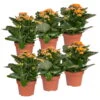 Kalanchoe 'Calandiva'®, Orange, Topf-Ø 12 Cm, Höhe Ca. 27,5 Cm, 6er-Set 2 Kalanchoe 'Calandiva'®, Orange, Topf-Ø 12 Cm, Höhe Ca. 27,5 Cm, 6er-Set -Madison Verkäufe 0210350385 Kalanchoe orange 6er Set 6xorange 1