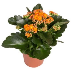 Kalanchoe 'Calandiva'®, Orange, Topf-Ø 12 Cm, Höhe Ca. 27,5 Cm, 6er-Set 10 Kalanchoe 'Calandiva'®, Orange, Topf-Ø 12 Cm, Höhe Ca. 27,5 Cm, 6er-Set -Madison Verkäufe 0210350385 Kalanchoe orange 6er Set 6xorange 2