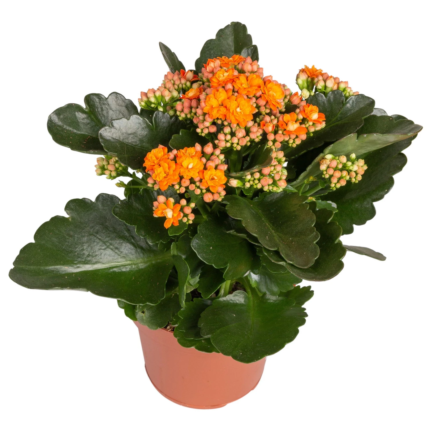 Kalanchoe 'Calandiva'®, Orange, Topf-Ø 12 Cm, Höhe Ca. 27,5 Cm, 6er-Set 4 Kalanchoe 'Calandiva'®, Orange, Topf-Ø 12 Cm, Höhe Ca. 27,5 Cm, 6er-Set – Bild 2