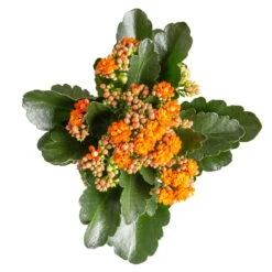 Kalanchoe 'Calandiva'®, Orange, Topf-Ø 12 Cm, Höhe Ca. 27,5 Cm, 6er-Set 11 Kalanchoe 'Calandiva'®, Orange, Topf-Ø 12 Cm, Höhe Ca. 27,5 Cm, 6er-Set -Madison Verkäufe 0210350385 Kalanchoe orange 6er Set 6xorange 3