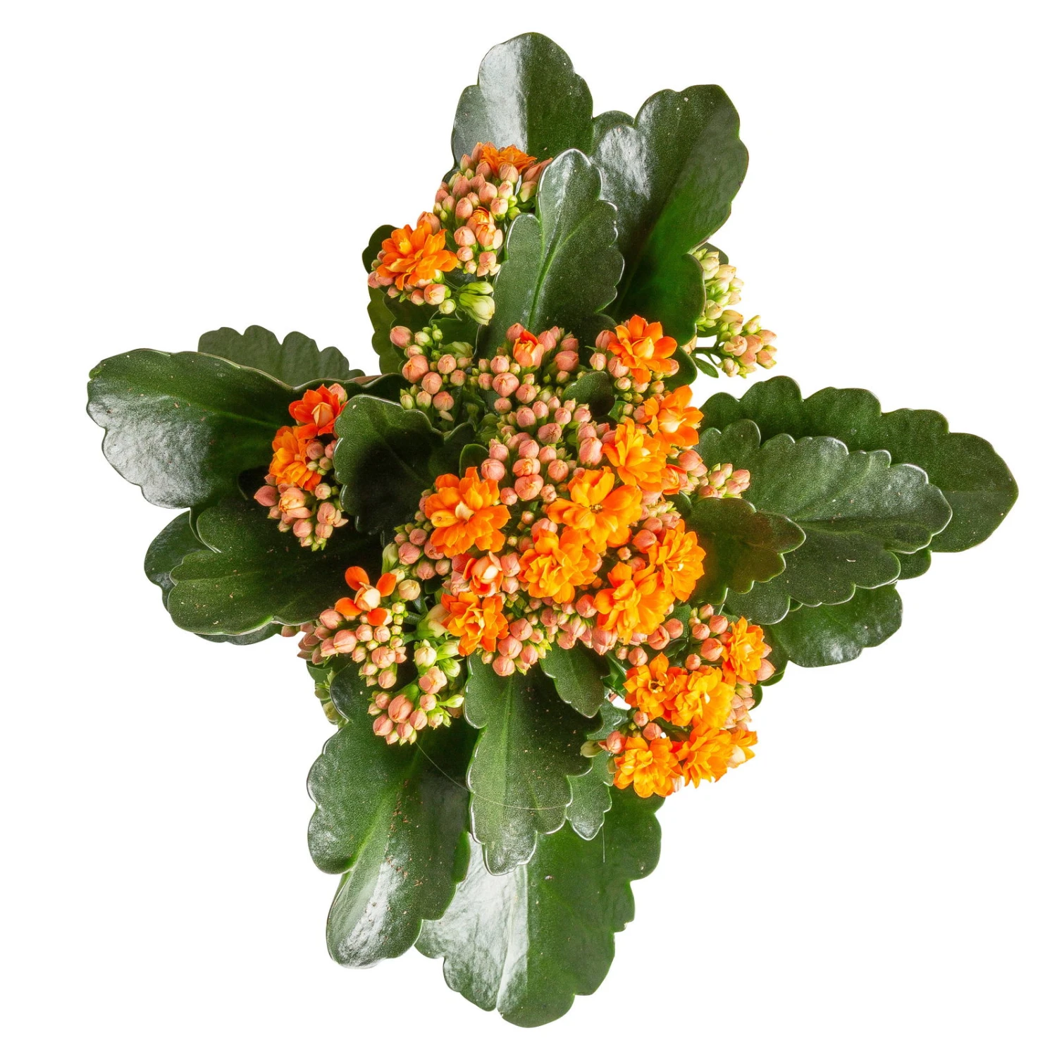Kalanchoe 'Calandiva'®, Orange, Topf-Ø 12 Cm, Höhe Ca. 27,5 Cm, 6er-Set 5 Kalanchoe 'Calandiva'®, Orange, Topf-Ø 12 Cm, Höhe Ca. 27,5 Cm, 6er-Set – Bild 3
