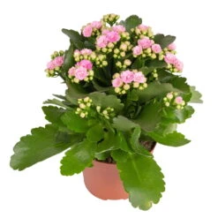 Kalanchoe 'Calandiva'®, Weiß & Rosa, Topf-Ø 12 Cm, Höhe Ca. 20-30 Cm, 6er-Set -Madison Verkäufe 0210350386 Kalanchoe rosa 6er Set 6xrosa 1