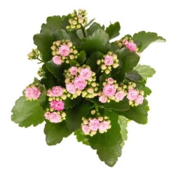Kalanchoe 'Calandiva'®, Weiß & Rosa, Topf-Ø 12 Cm, Höhe Ca. 20-30 Cm, 6er-Set -Madison Verkäufe 0210350386 Kalanchoe rosa 6er Set 6xrosa 2