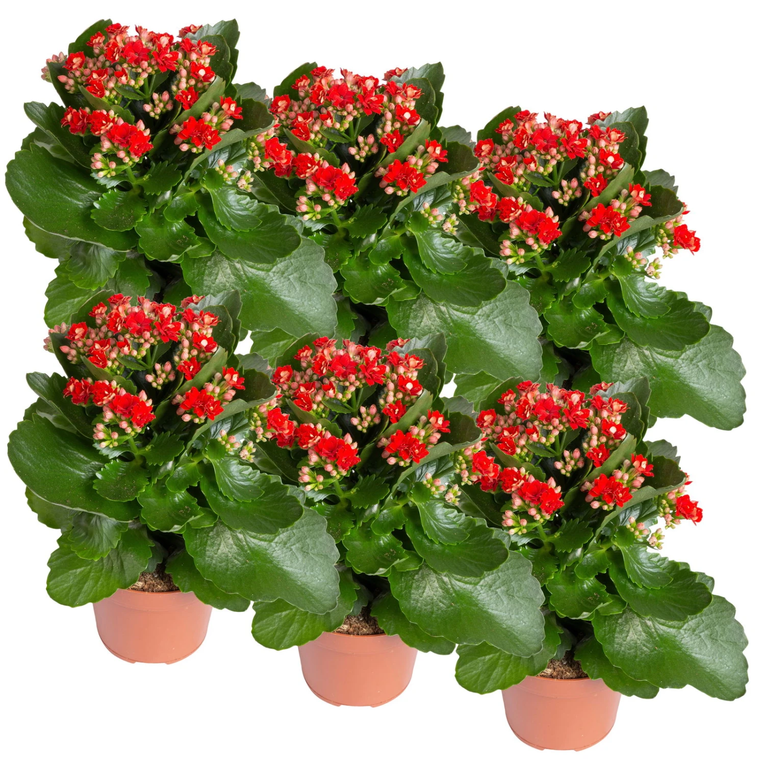 Kalanchoe 'Calandiva'®, Rot, Topf-Ø 12 Cm, Höhe Ca. 27,5 Cm, 6er-Set 4 Kalanchoe 'Calandiva'®, Rot, Topf-Ø 12 Cm, Höhe Ca. 27,5 Cm, 6er-Set – Bild 2