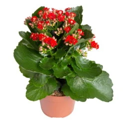 Kalanchoe 'Calandiva'®, Rot&gelb, Topf Topf-Ø 12 Cm, Höhe Ca. 20-30cm, 6er-Set 11 Kalanchoe 'Calandiva'®, Rot&gelb, Topf Topf-Ø 12 Cm, Höhe Ca. 20-30cm, 6er-Set -Madison Verkäufe 0210350387 Kalanchoe rot 6er Set 6xrot 21 2