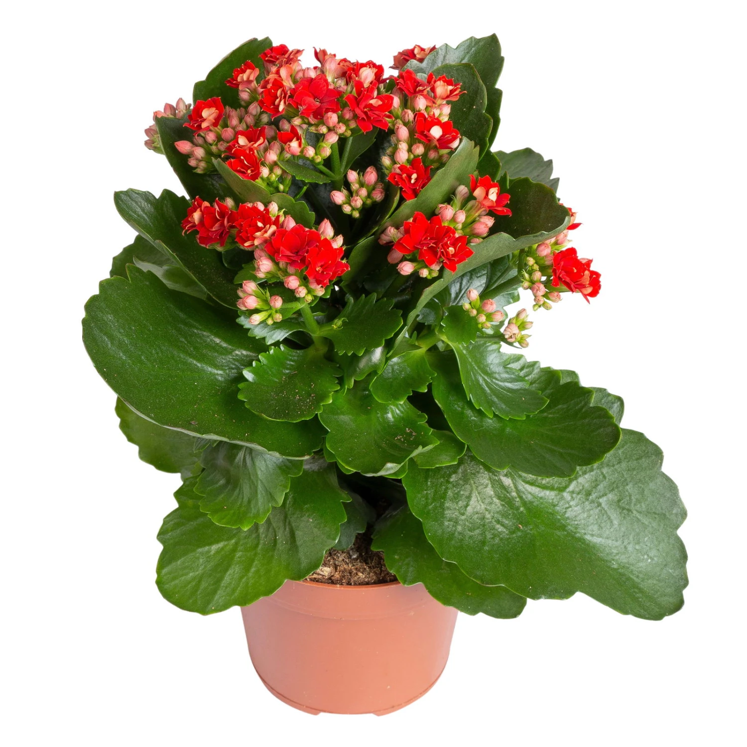 Kalanchoe 'Calandiva'®, Rot&gelb, Topf Topf-Ø 12 Cm, Höhe Ca. 20-30cm, 6er-Set 5 Kalanchoe 'Calandiva'®, Rot&gelb, Topf Topf-Ø 12 Cm, Höhe Ca. 20-30cm, 6er-Set – Bild 3