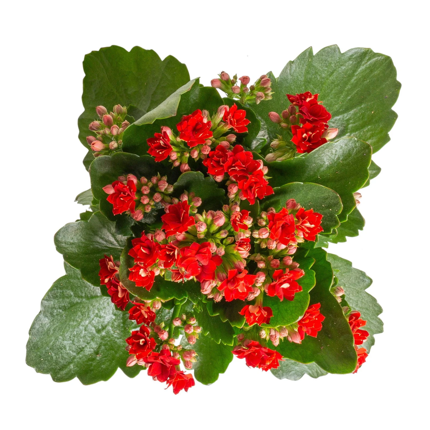 Kalanchoe 'Calandiva'®, Weiß & Rot, Topf-Ø 12 Cm, Höhe Ca. 20-30 Cm, 6er-Set 6 Kalanchoe 'Calandiva'®, Weiß & Rot, Topf-Ø 12 Cm, Höhe Ca. 20-30 Cm, 6er-Set – Bild 4