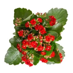 Kalanchoe 'Calandiva'®, Rot&violett, Topf-Ø 12 Cm, Höhe Ca. 20-30 Cm, 6er-Set -Madison Verkäufe 0210350387 Kalanchoe rot 6er Set 6xrot 3