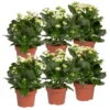 Kalanchoe 'Calandiva'®, Weiß, Topf-Ø 12 Cm, Höhe Ca. 27,5 Cm, 6er-Set -Madison Verkäufe 0210350388 Kalanchoe weiss 6er Set 6xweiss