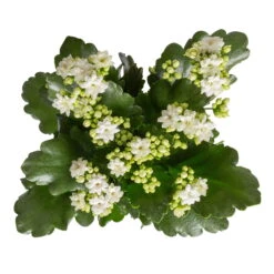 Kalanchoe 'Calandiva'®, Weiß, Topf-Ø 12 Cm, Höhe Ca. 27,5 Cm, 6er-Set -Madison Verkäufe 0210350388 Kalanchoe weiss 6er Set 6xweiss 1 2